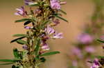 Slender lespedeza